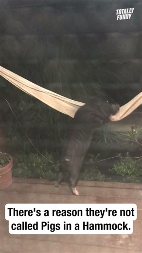 This little piggy can't climb into the hammock. 🤣 #shorts
