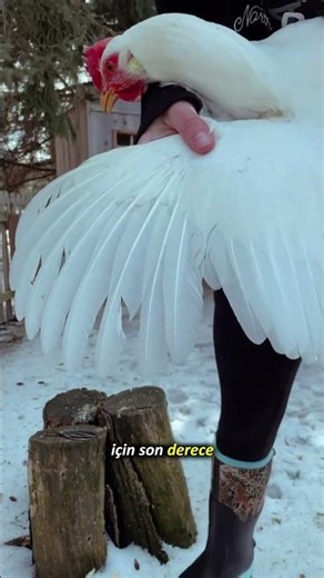 Why Cutting Off a Parrot's Wing Should Be Forbidden 🦜❗