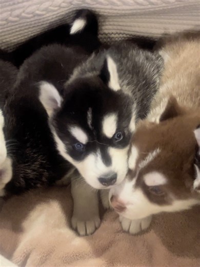 Basket of Husky Puppies#puppylife #huskiesoftiktok #puppy #siberianhusky #chattanooga