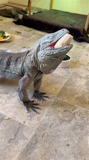 Banana #iguana #pet #animals