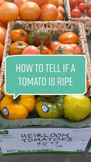 Treehugger on TikTok