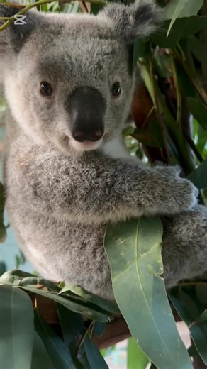 Happy Wild Koala Day! 🐨 ❤️ Started in 2016 by a network of independent koala conservation and rehabilitation groups across Australia, Wild Koala Day has been celebrated every year since — not just in Australia, but around the world. Today, we come together to celebrate the iconic Koala — an Aussie treasure loved by many but sadly under threat. Koalas face serious challenges, including habitat loss from urban development, agriculture, and mining, along with climate-driven disasters like intense 