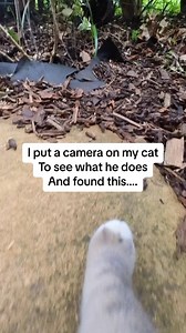 23M views · 26K reactions | Day in the life of Snowy#cat #meow | Snowy Cat | Facebook