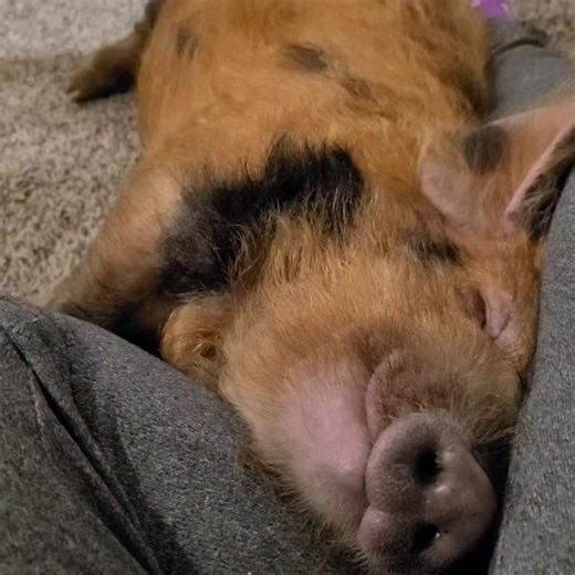 Polly the Performing Princess Pig on Reels