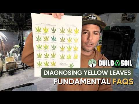 BuildASoil: Diagnosing Yellow Leaves in Living Soil | Fundamental FAQs
