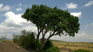 “The Immortal Tree — A Life That Never Ages” #trees #documentary #philosophy #earth #science | Lifelaps