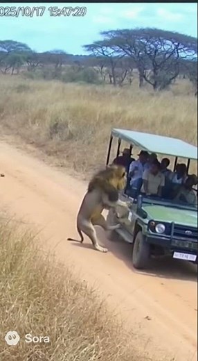 CCTV Captures Terrifying Lion Attack on Tourist Jeep in Safari Park!