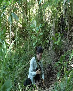 Unearthing giant wild roots for market and traditional dishes! 🌿🥔 #WildRootHarvest #TraditionalDishes #viralreels #trendingvideos | Flavors of Home