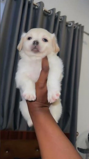 🔥 This Cute Lhasa Apso Puppy Will Melt Your Heart ❤️🐶 #dog