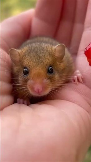 A Close-Up Look at a Mouse Eating