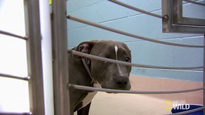 Tonight on Dog Nation! Andre Millan helps a young Pit Bull overcome her fears. | Dog Nation