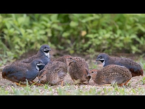 King quail (Excalfactoria chinensis)