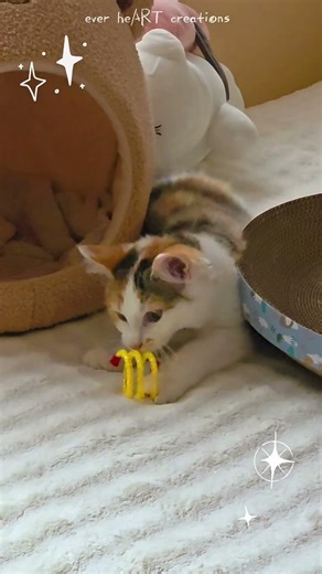 (Part 2) Kookie vs Scratcher Bed 🐱🛏️ #kitten #cat #catshorts #kittenlife