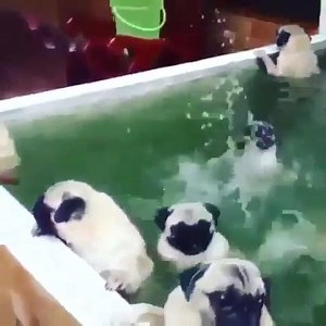 pug invasion 🤣 #phoebesworld repost #instagram @pugvision_ Subscribe