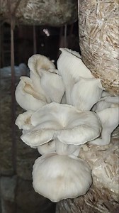 Important tips for Mushroom Farming #mushroomcultivation #bd