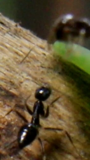 40K views · 508 reactions | Acrobat Ants VS Black Crazy Ants  #AntsCanada #ACfamily #antloveforever | AntsCanada | Facebook