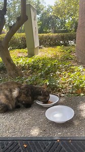 Have you noticed the cats all around campus? A few years ago this cat turned up on campus and pretty soon she gave birth to most of the other little Powercats around campus, which is where her name “Mama Bear” came from. Make sure to say hi next time you see her around the finance building! | University of the Pacific