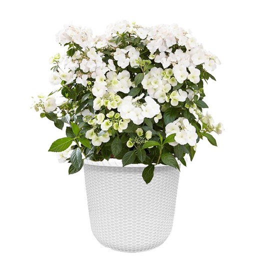 Reviews for PROVEN WINNERS 2 Gal. Fairytrail Bride Hydrangea Shrub with White Blooms in Decorative Container | Pg 5 - The Home Depot
