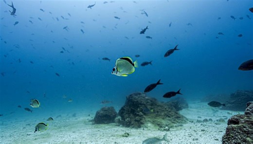 24 new deep-sea species discovered, including a new branch of life