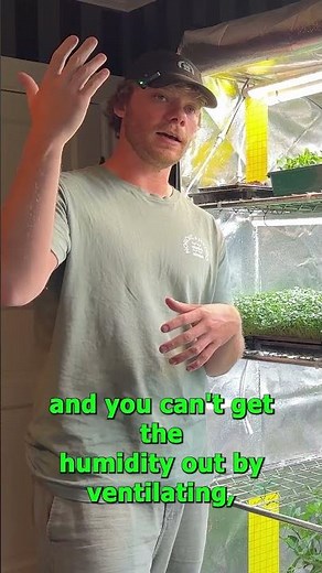 How to grow microgreens and make money from home 🍀 Humidity 💧