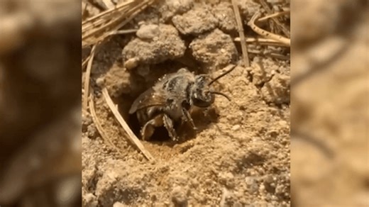 Researchers say first bees that appear in spring are harmless