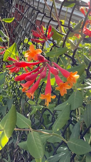 Spring bloom of the day: Coral Honeysuckle