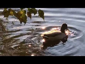 Cute Duck Dives in Pond and Makes Funny Sounds | Relaxing Nature Video