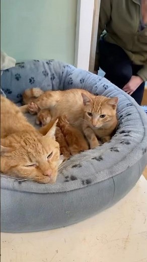 Helper Cat Comforts Tired Mother #cats #rescue