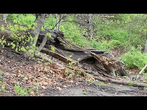 Panasonic Lumix LX10 photo and video samples