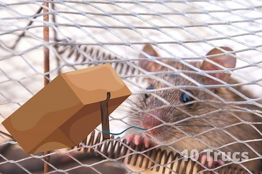 Comment attraper une souris dans un appartement ?