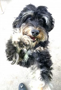 4.1K views · 46 reactions | Adopt a Citrus County Animal Shelter Pet on Reels | Facebook