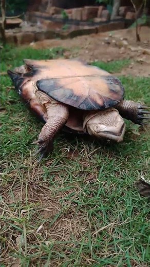 Another helmeted 🐢 turtle-flip #turtle #tortoise #animals