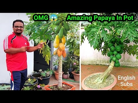 How To Grow Papaya In Pot And Get Lots Of Fruits | Awesome Papaya Cultivation Technique on Terrace