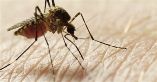 Science-backed tricks to keep mosquitoes out of your yard