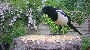 13K views · 225 reactions | Birdsy allows you to observe the behaviour of species. Jackdaws and Magpies are members of the corvid family... very intelligent, but they are not keen on sharing! Set-up by WildlifeKate #Birds #Bird #Nature #Wildlife #Birdwatching | Birdsy | Facebook