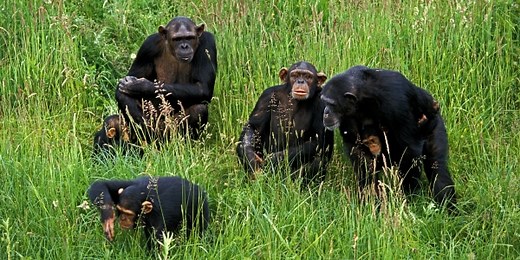 Sick chimps eat special plants – level 3 - News in Levels