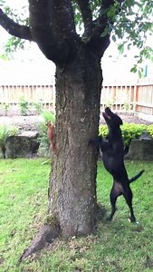 86K views · 810 shares | Watch as this squirrel trolls this dog, while they play Chase around a tree.. Via ViralHog | Awkwardness Unlimited | Facebook