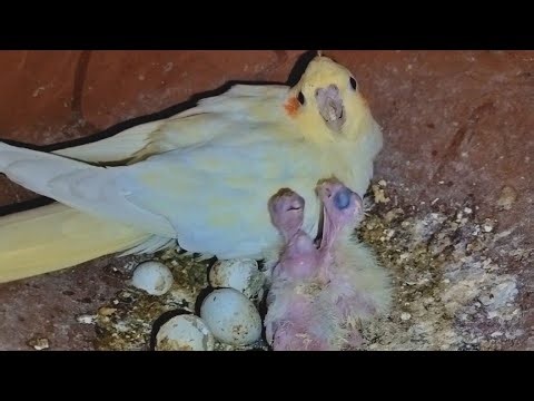 COCKTAIL BIRD KA BYBE (🥰)