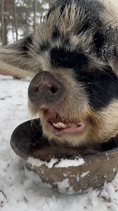 83 reactions · 3 comments | Let It Snow! #kcfarms #farm #pig #snow #storm #snowday | KC Farms | Facebook