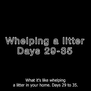 As captured in today's video, the whelping process begins to wind down at week five. The puppies are so excited for the next steps in their Leader Dog journey! Interested in taking part in such an important part of a Leader Dog's life? Check out more information about volunteering to host a Leader Dog mom at the following link: https://www.leaderdog.org/volunteer/host-a-breeding-dog/ Video Description: A series of clips showcasing black and yellow Labrador retriever puppies in a training enclosu
