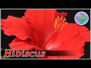 Hibiscus Flower Time Lapse | Flower Time Lapse 4K