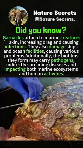 Barnacles harm marine life and human activities.#animalfacts