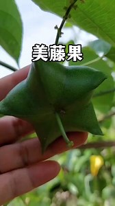 美藤果：也叫南美油藤果、印加果等，奇特的多年生星形果实。#植物科普 #美藤果 #印加果 | 冷暖自知-家常菜