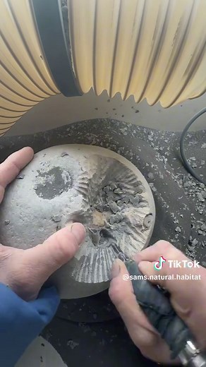 Discovering Ammonite Fossils on the Jurassic Coast