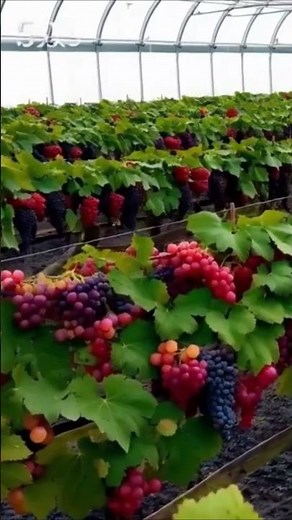 Best Climate and Soil for Growing Fruit-Quality Grapes