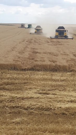 Combine Harvesters in Action on Agricultural Field