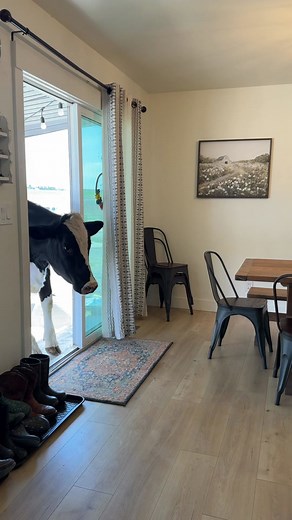 Getting lunch with Bruce! #cow #brucethecow #farm #animals