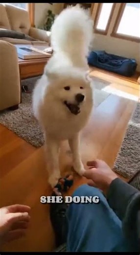 A Dog's Loyalty❤️ The Ending Will Shock You! 😱