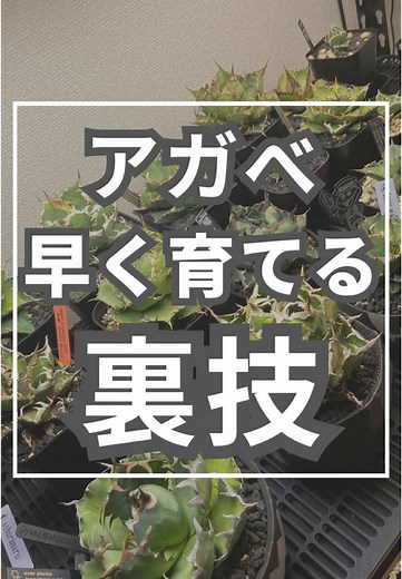 アガベを早く育てる方法と育成実験