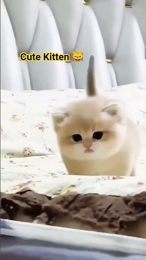 Cute baby kitten sound meow meow meow 😻💕